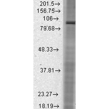 HCN2 Antibody (FITC)