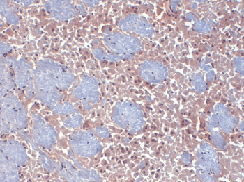 HCN2 Antibody (HRP)