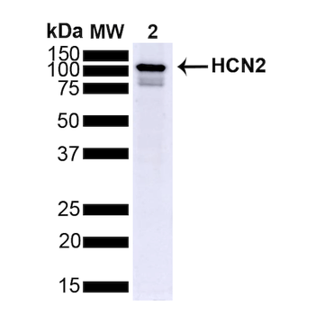 HCN2 Antibody (HRP)