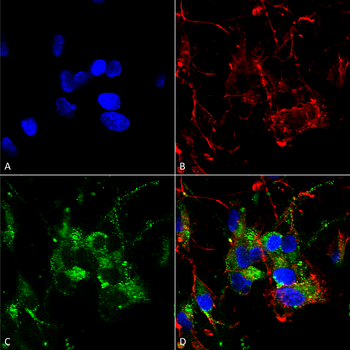 HCN2 Antibody (RPE)