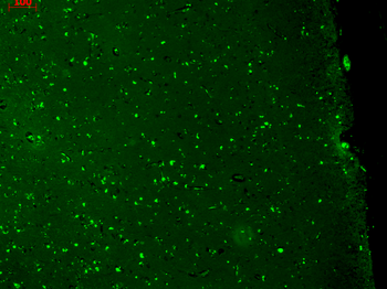 KCNQ1 Antibody (APC)