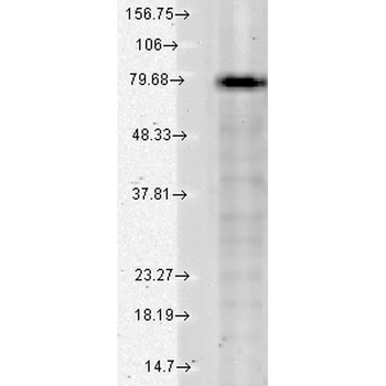 KCNQ1 Antibody (FITC)
