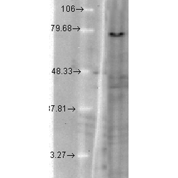 KCNQ1 Antibody (PerCP)
