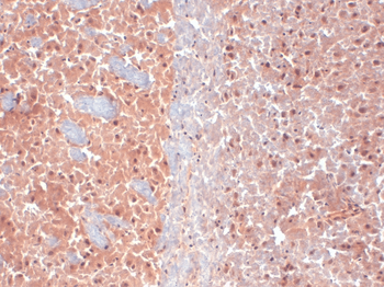 KCNQ4 Antibody (APC)
