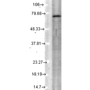 KCNQ4 Antibody (FITC)