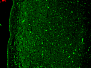KCNQ4 Antibody (FITC)