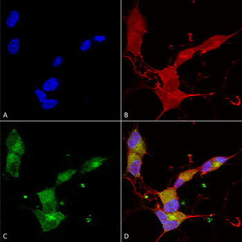 KCNQ4 Antibody (PerCP)