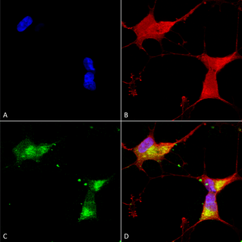 Kir2.1 Antibody (FITC)
