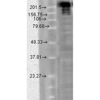 Nav1.7 Antibody (Biotin)