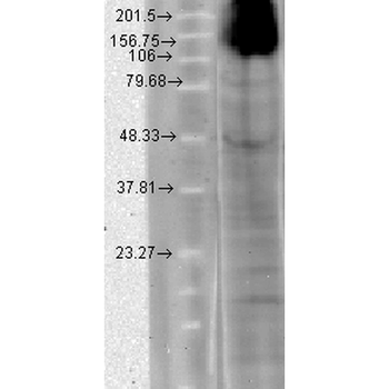 HCN4 Antibody (FITC)