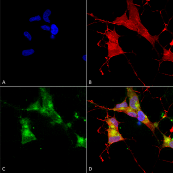 HCN4 Antibody (PerCP)
