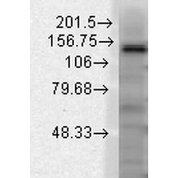 Slo2.2 Antibody (FITC)