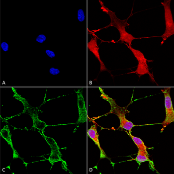 SHANK1 Antibody (RPE)