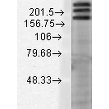SHANK1 Antibody (RPE)
