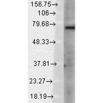 TRPV3 Antibody (PerCP)