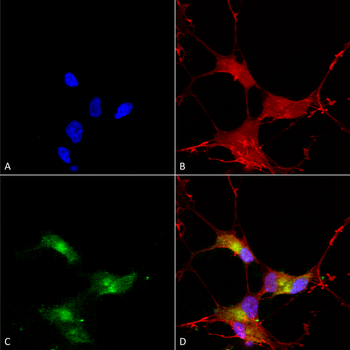 SHANK3 Antibody (FITC)