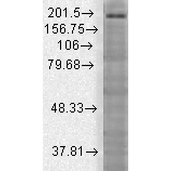 SHANK3 Antibody (PerCP)