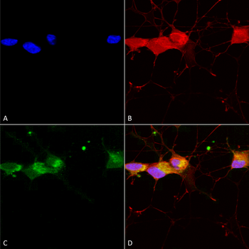 NR2B Antibody (HRP)
