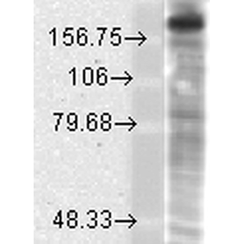 NR2B Antibody (HRP)