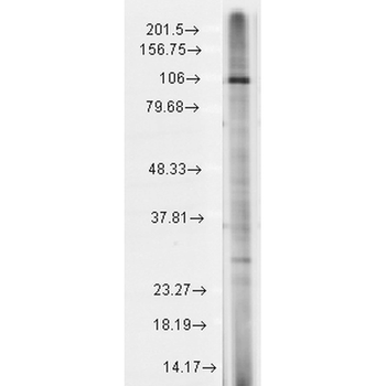 TRPC7 Antibody (Biotin)