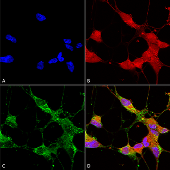 TRPC5 Antibody (Biotin)