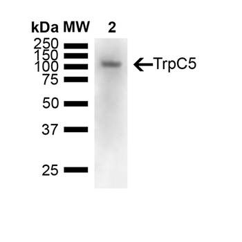 TRPC5 Antibody (Biotin)