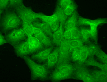 GABA A Receptor Antibody (HRP)