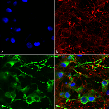 KCC2 Antibody (Biotin)