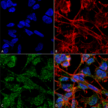 KCC2 Antibody (HRP)