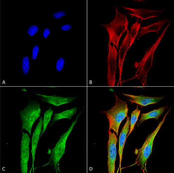 VAChT Antibody (PerCP)