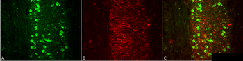 VGLUT1 Antibody (Biotin)