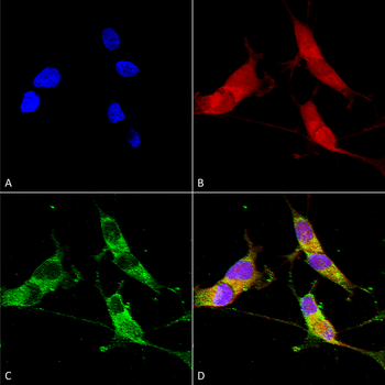 VGLUT2 Antibody (Biotin)