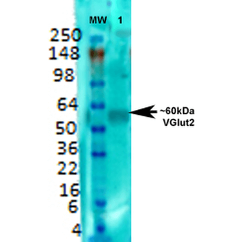 VGLUT2 Antibody (FITC)