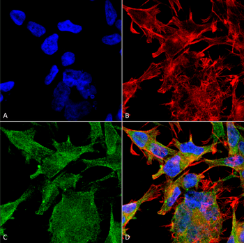 VGLUT2 Antibody (PerCP)