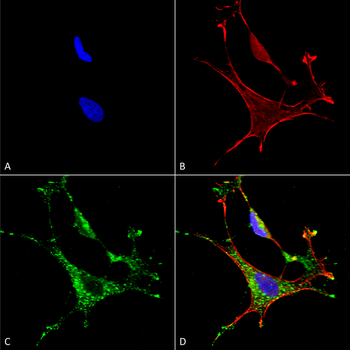 MMP9 Antibody (HRP)