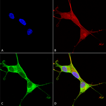 ATP7A Antibody (HRP)