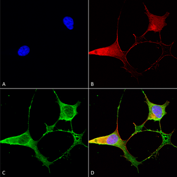 Ankyrin B Antibody (HRP)