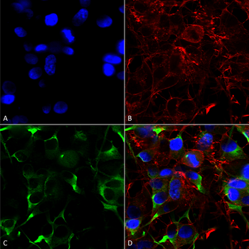 SLC38A1 Antibody (FITC)