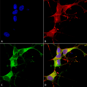 Ankyrin G Antibody (HRP)