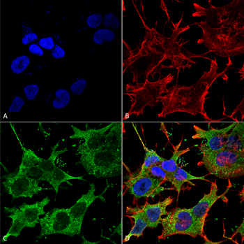 Ankyrin G Antibody (HRP)