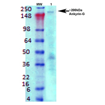 Ankyrin G Antibody (HRP)