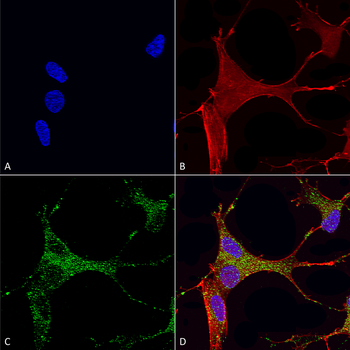 Cav3.1 Antibody (APC)