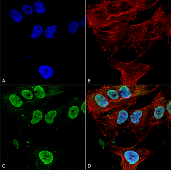 Cav3.1 Antibody (APC)