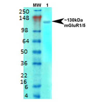 mGluR5 Antibody (Biotin)