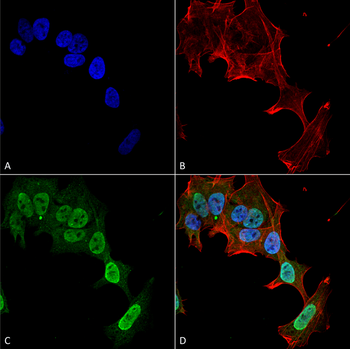 mGluR5 Antibody (PerCP)