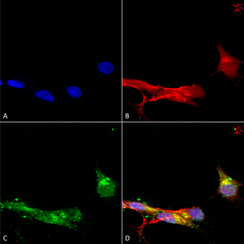 mGluR5 Antibody (RPE)