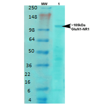 GluN1 Antibody (Biotin)