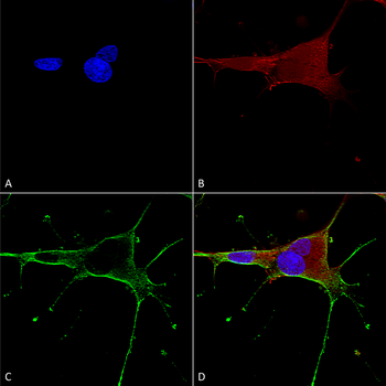 GluN1 Antibody (HRP)