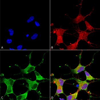 GIT1 Antibody (RPE)