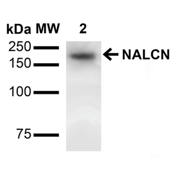 NALCN Antibody (FITC)